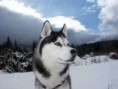 /album/galeria-de-fotos/husky-siberiano-jpg/